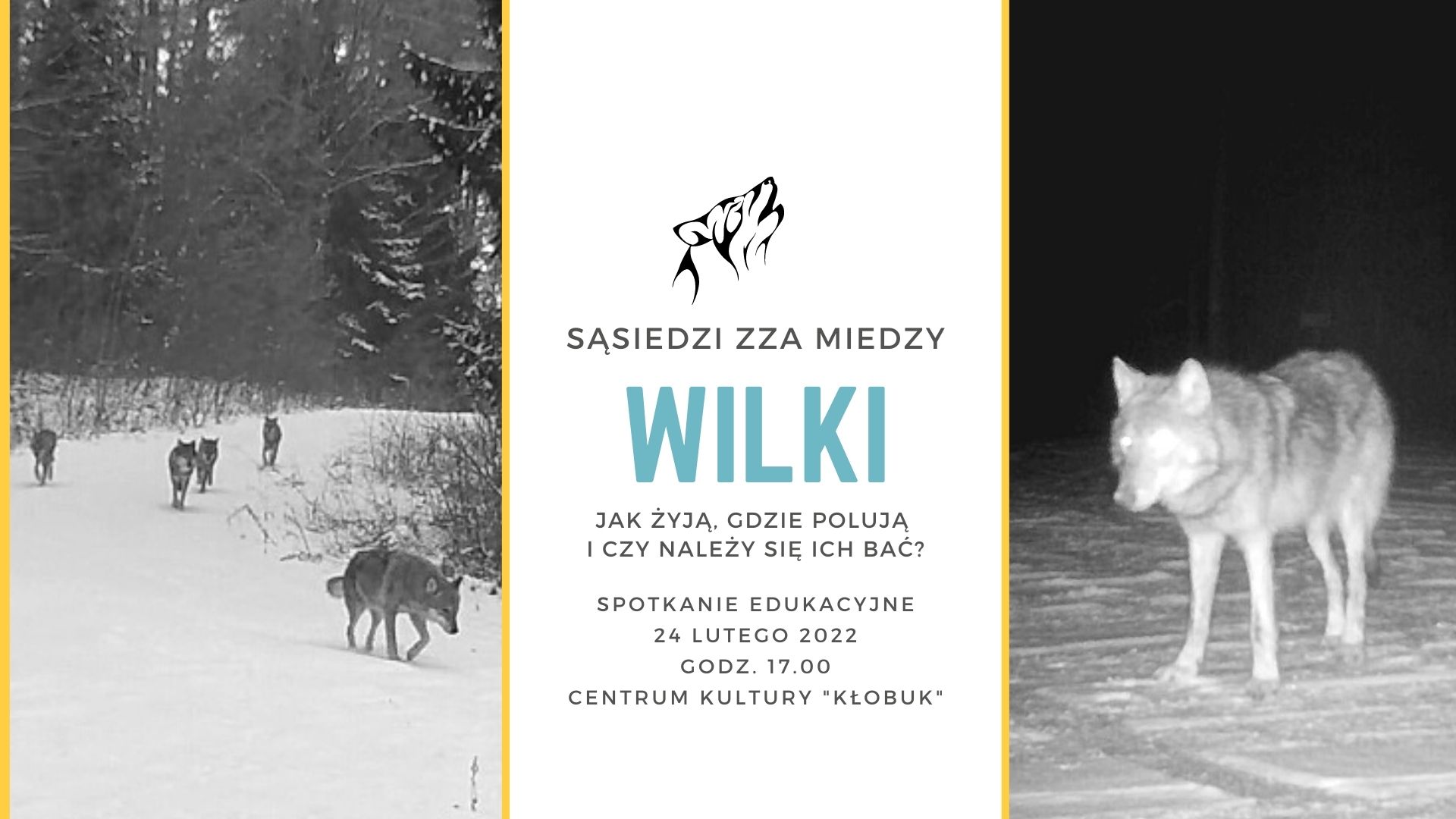 Wilki - sąsiedzi zza miedzy. Jak żyją, gdzie polują i czy należy się ich bać?